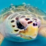 Coastal pollution and marine debris