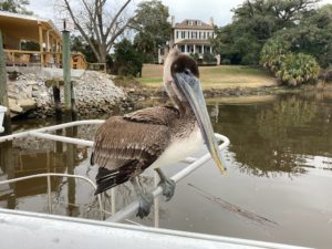 Brown Pelican on derelict boat